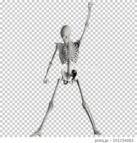 Human skeleton posing Human skeleton posing 101254083