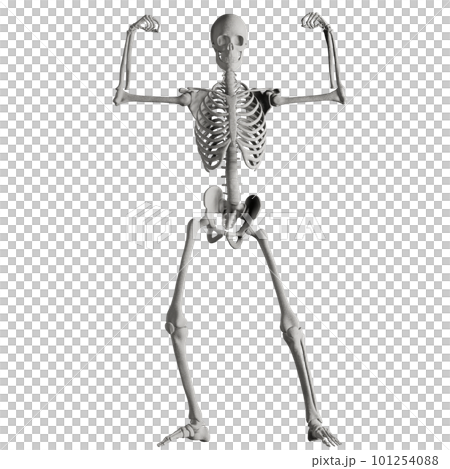 Human skeleton posing 101254088