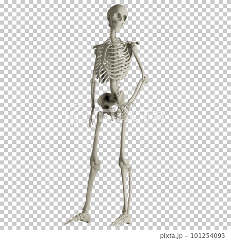 Human skeleton posing 101254093