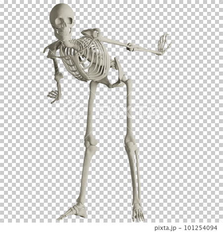 人體骨骼構成 101254094