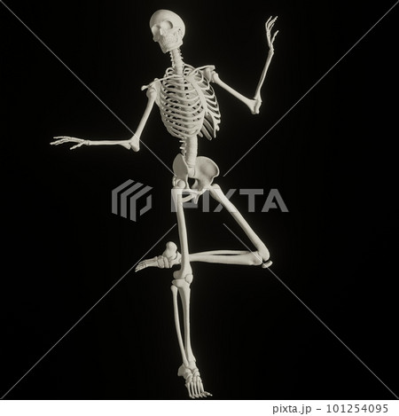 ポーズをとる人体の骸骨さん ポーズをとる人体の骸骨さん 101254095