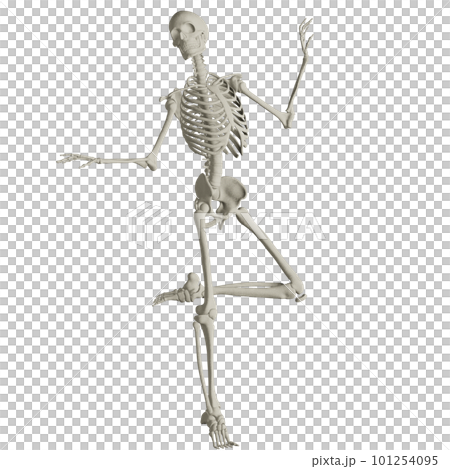 ポーズをとる人体の骸骨さん ポーズをとる人体の骸骨さん 101254095