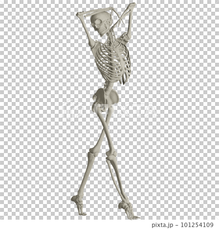 Human skeleton posing Human skeleton posing 101254109