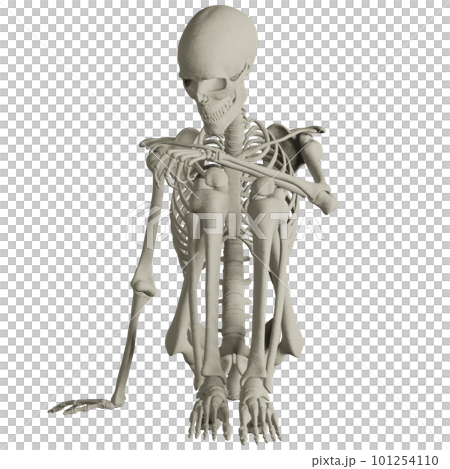 ポーズをとる人体の骸骨さん ポーズをとる人体の骸骨さん 101254110
