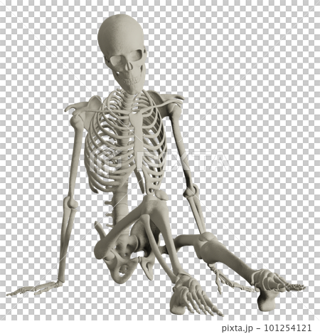 人體骨骼構成 101254121