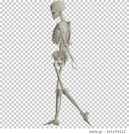 ポーズをとる人体の骸骨さん 101254122