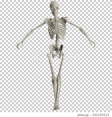 ポーズをとる人体の骸骨さん 101254125