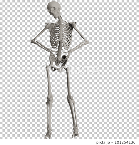 Human skeleton posing 101254130