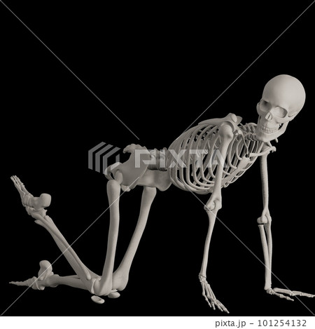 ポーズをとる人体の骸骨さん ポーズをとる人体の骸骨さん 101254132