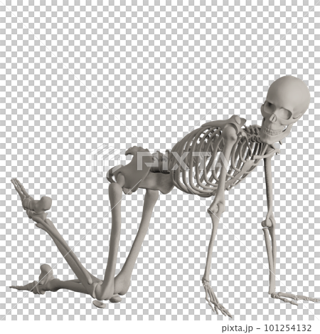 ポーズをとる人体の骸骨さん ポーズをとる人体の骸骨さん 101254132