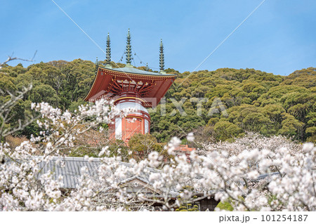 【第23番札所】春の薬王寺　瑜祇塔【四国八十八箇所】 101254187