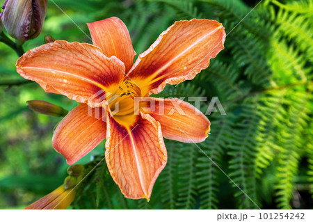 Orange asiatic lily flower in the garden 101254242