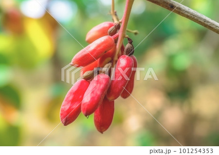 Close up beans on nature background with copy space. Healthy vegan vegetarian food concept 101254353