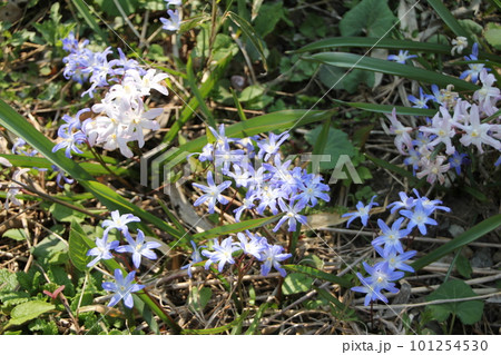 チオノドクサ チオノドクサ 101254530