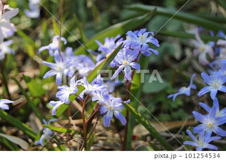 チオノドクサ チオノドクサ 101254534