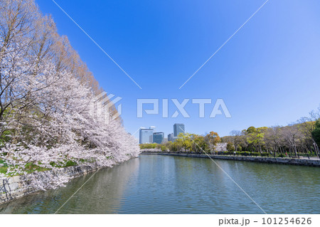 《大阪府》大坂城と桜・桜に彩られた天守閣 101254626