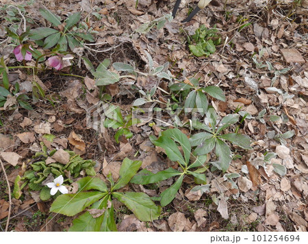 クリスマスローズやクロッカスが咲き始めた春の庭 101254694