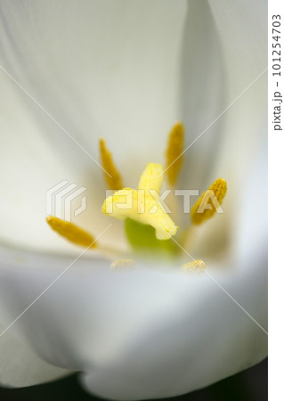白いチューリップの花の内部(花びら、雄しべ、雌しべ)をクローズアップ・マクロ接写撮影 白いチューリップの花の内部(花びら、雄しべ、雌しべ)をクローズアップ・マクロ接写撮影 101254703