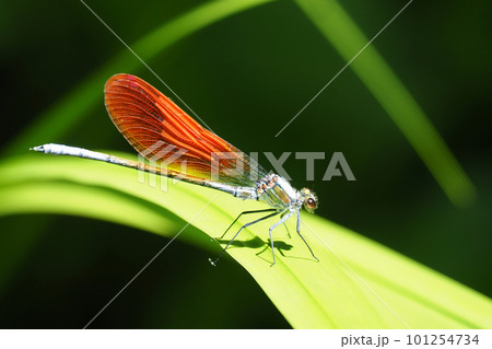 カワトンボ（オス・橙色翅型） 101254734