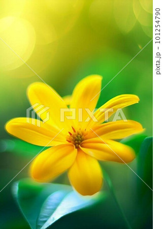 【AI生成】可憐な花 003 101254790