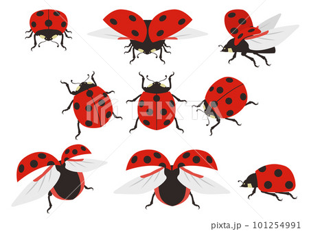 リアルなテントウムシのイラストのセット 101254991