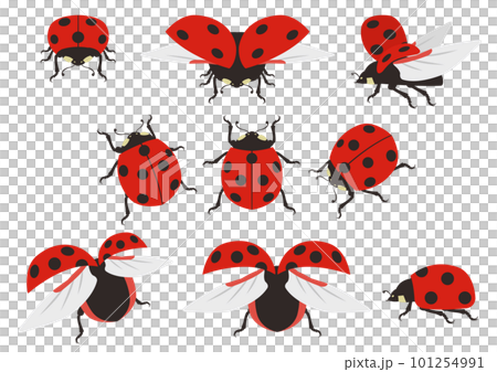 リアルなテントウムシのイラストのセット 101254991