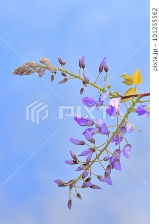 つぼみ的藤の花 101255562