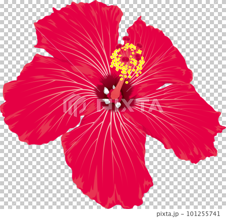 Bright red hibiscus flower tropical image 101255741