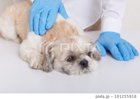 Faceless veterinarian examining pekinese dog in clinic, domestic animal suffering from unknown disease being examined by vet, doctor checking dog's back. Faceless veterinarian examining pekinese dog in clinic, domestic animal suffering from unknown disease being examined by vet, doctor checking dog's back. 101255918