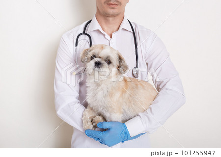 Portrait of faceless vet in gown and protective gloves holding Pekingese dog in hands, posing isolated over white background, pet in veterinary clinic. 101255947