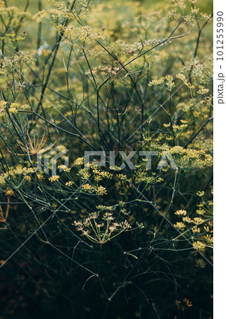 Fresh dill growing on the vegetable bed. Growing fresh herbs. Ecological agriculture for producing healthy food concept Fresh dill growing on the vegetable bed. Growing fresh herbs. Ecological agriculture for producing healthy food concept 101255990