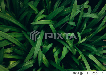 Green leaves for background. Nature banner, dark wallpaper concept. 101255993