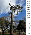 ユニークな木と冬の空 / Unique Tree & Winter Sky 101256292