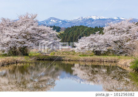 庭坂の桜と山形新幹線 庭坂の桜と山形新幹線 101256382