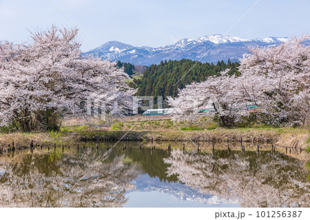 庭坂の桜と山形新幹線 庭坂の桜と山形新幹線 101256387