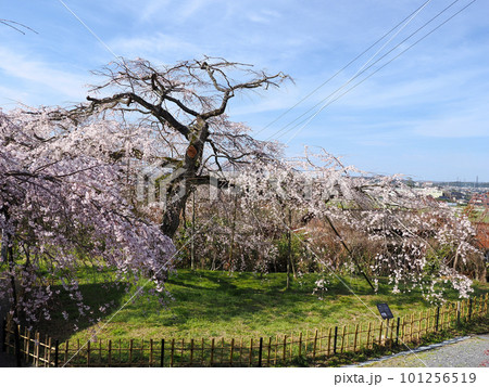 萩市・南明寺のしだれ桜 萩市・南明寺のしだれ桜 101256519