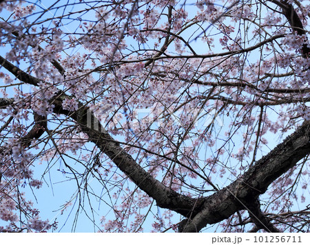 萩市・南明寺のしだれ桜 萩市・南明寺のしだれ桜 101256711