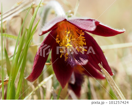 翁草のある風景 101257424