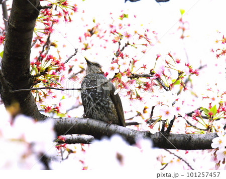 ヒヨドリと桜 ヒヨドリと桜 101257457