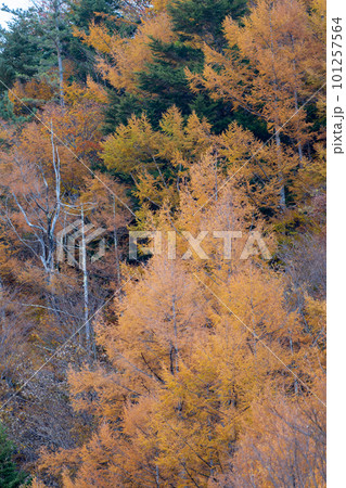 美しいカラマツの紅葉 101257564