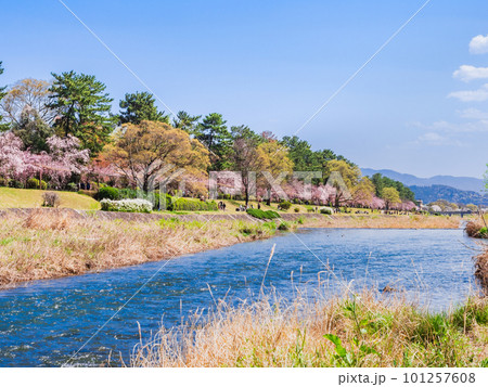 京都北山 賀茂川の桜景 京都北山 賀茂川の桜景 101257608