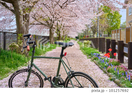 サイクリング 自転車 ミニベロ 休日 満開の桜と自転車 サイクリング 自転車 ミニベロ 休日 満開の桜と自転車 101257692
