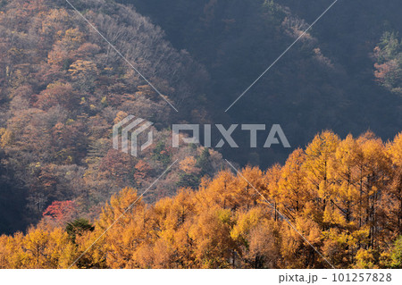 美しいカラマツの紅葉 101257828