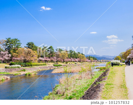 京都北山 賀茂川の桜景 京都北山 賀茂川の桜景 101257832