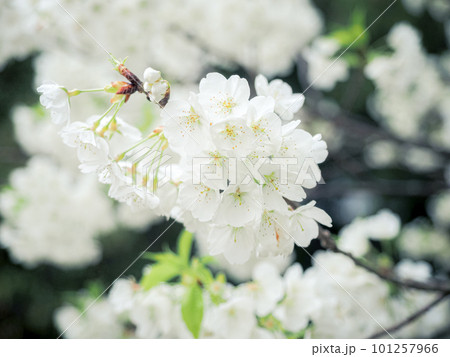 ミドリヨシノのある風景 101257966