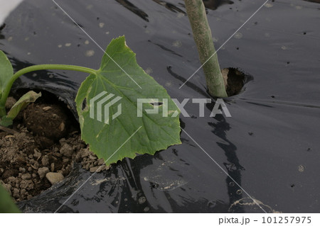 通水穴つき黒ポリマルチ 101257975