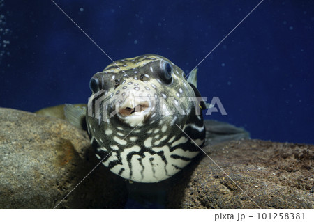 フグ サザナミフグ 魚 海水魚 泳ぐ魚 White-spotted puffer puffer フグ サザナミフグ 魚 海水魚 泳ぐ魚 White-spotted puffer puffer 101258381