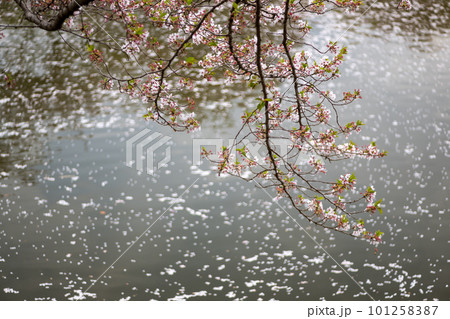 春に咲く桜が立岡自然公園の池に浮かび上がる 101258387