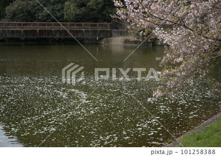 春に咲く桜が立岡自然公園の池に浮かび上がる 101258388