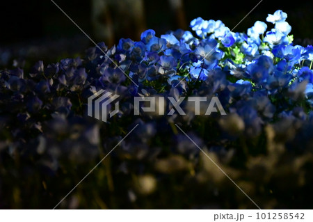 夜のネモフィラ 101258542